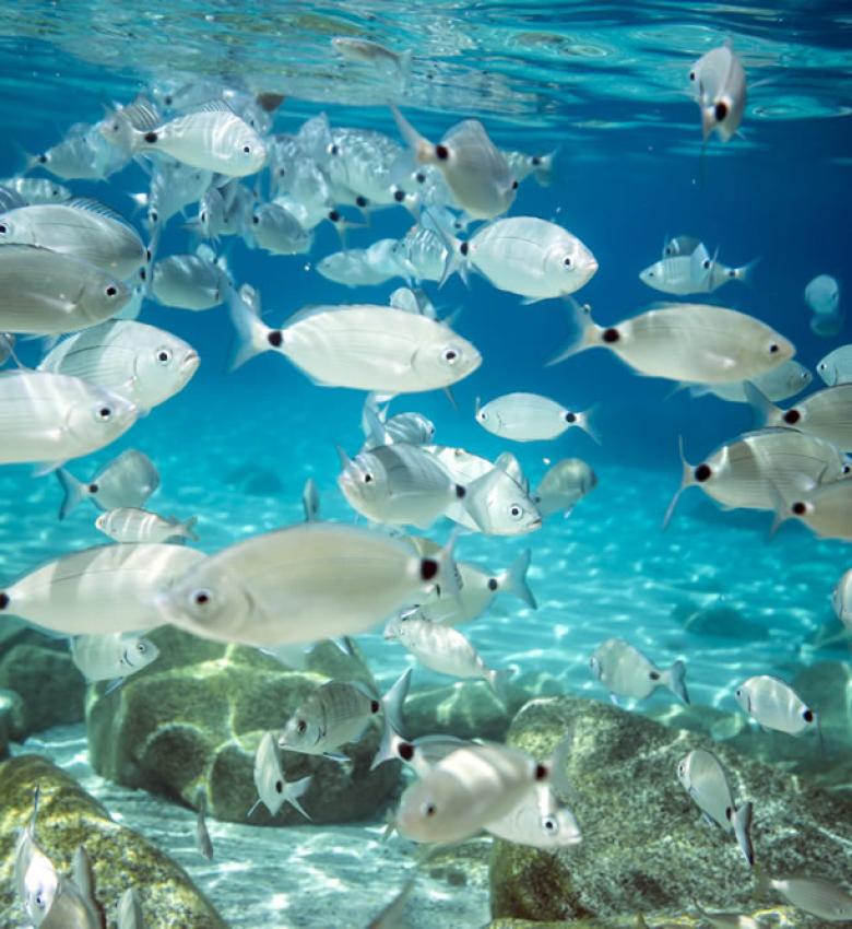 Bancs de poissons nagent dans des eaux claires au-dessus des rochers.